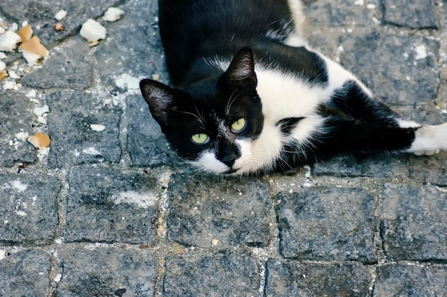 Gato callejero juguetón