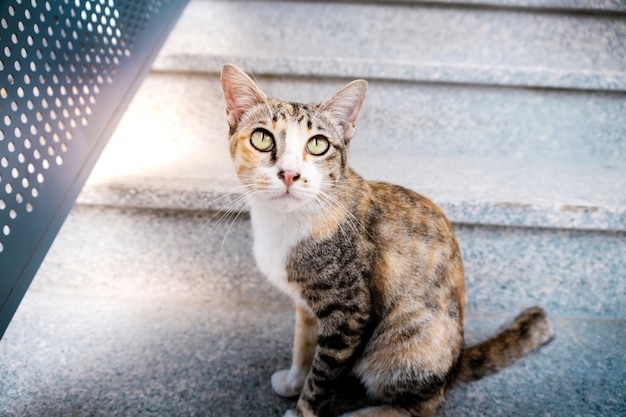 Gato callejero en lo urbano. Gato rayado marrón