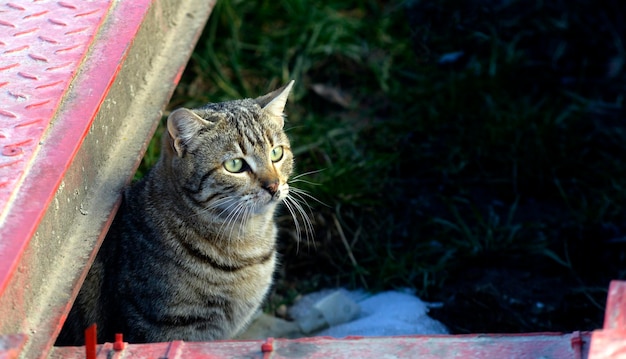 Gato callejero manchado Retrato de gato callejero