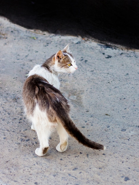 Foto un gato callejero mira hacia atrás en busca de comida