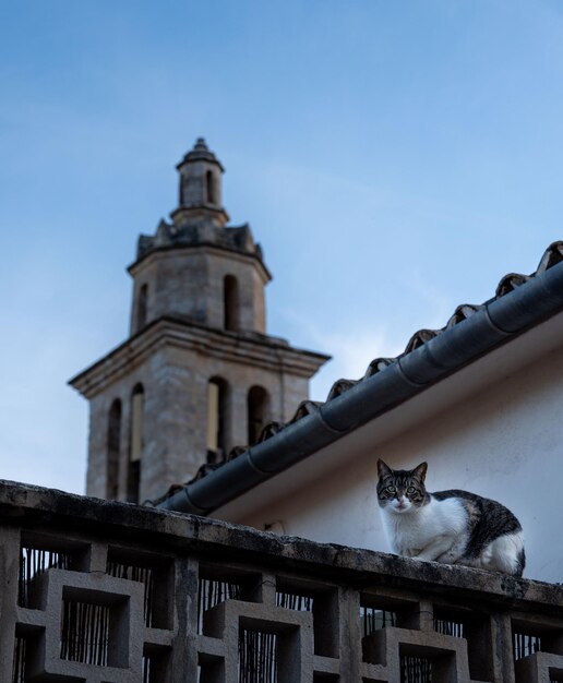 Gato callejero mirando la cámara en el techo cerca de la iglesia del pueblo