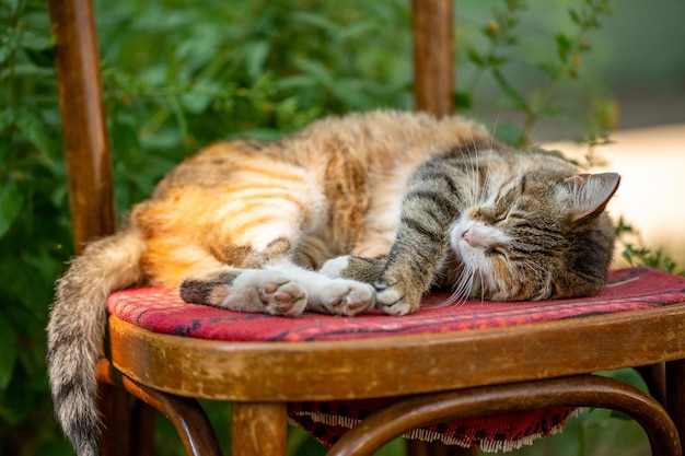 Un gato callejero multicolor yace en una silla en un día soleado de verano, foto de primer plano