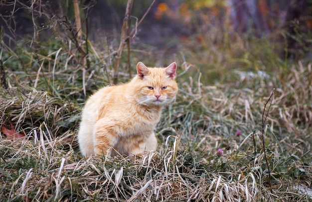 Un gato callejero naranja se sienta en la hierba en el jardín