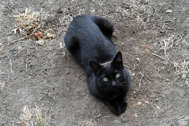 Gato callejero negro en la calle de un pueblo