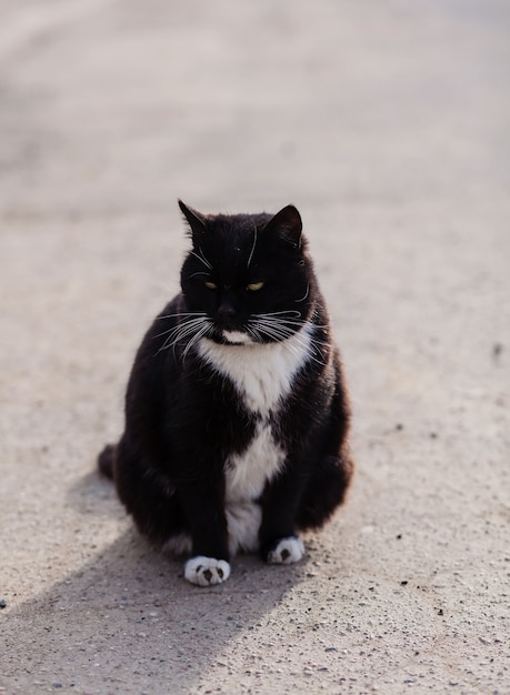 Gato callejero negro camina por la calle. Un gato se sienta en el asfalto.