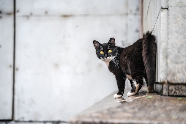 Un gato callejero negro mira a la cámara.