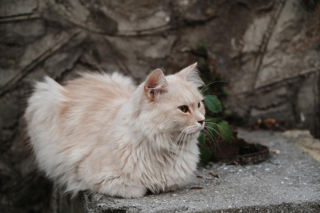 Un gato callejero oxidado tirado en los escalones Gurzuf cats