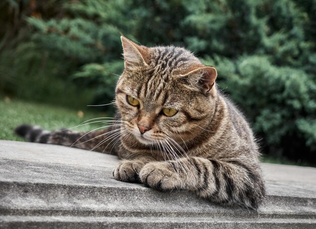 Gato callejero en el parque.