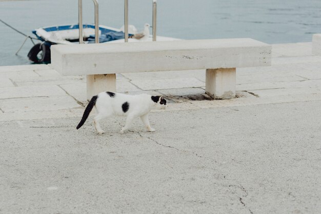 Gato callejero en un puerto