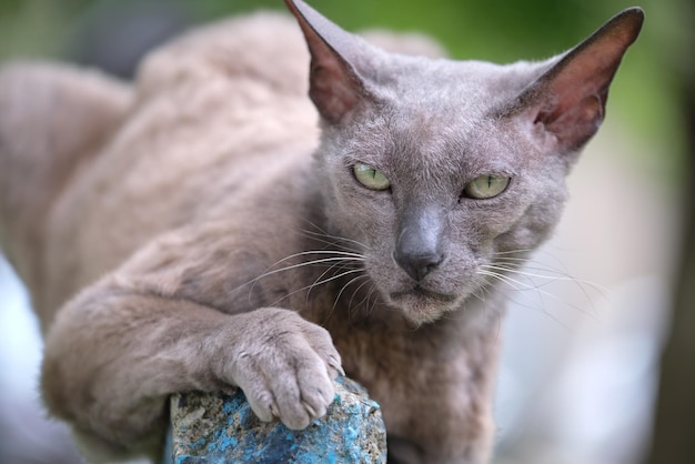 Gato callejero de raza Esfinge de aspecto enojado gris grande descansando en la calle al aire libre en verano