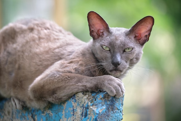 Gato callejero de raza Esfinge de aspecto enojado gris grande descansando en la calle al aire libre en verano