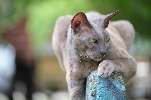 Gato callejero de raza Esfinge de aspecto enojado gris grande descansando en la calle al aire libre en verano