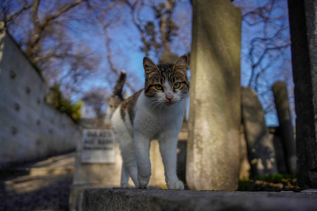 Foto gato callejero del retrato de la calle de estambul