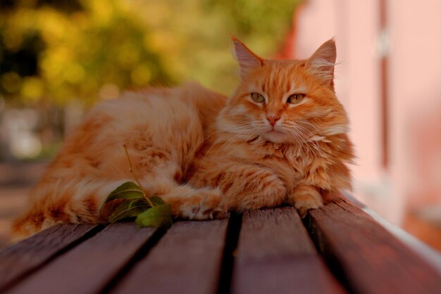 Un gato callejero rojo y esponjoso en un parque de otoño en un banco disfruta de la escasa luz del sol del verano saliente