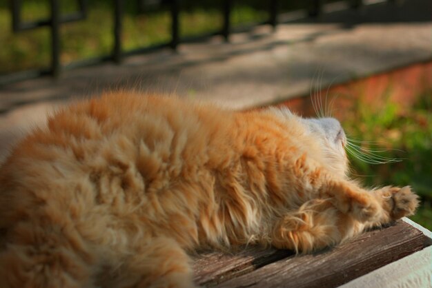 Gato callejero rojo esponjoso en el parque de otoño en un banco disfruta de los rayos del enfoque selectivo de verano saliente bokeh fondo borroso