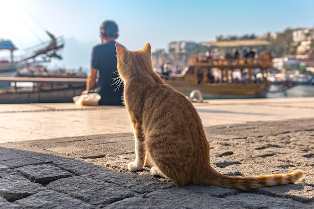 Gato callejero rojo en el puerto esperando la captura de los pescadores