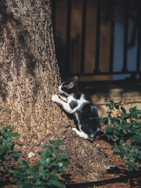 Gato callejero en Ronda, Málaga.