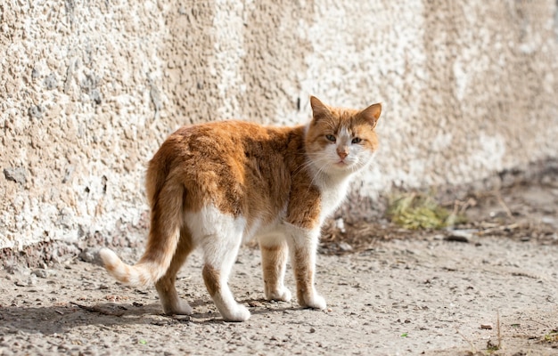 Gato callejero salvaje