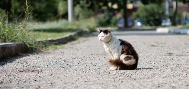 gato callejero salvaje