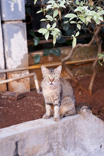 Gato callejero sentado al lado de la carretera