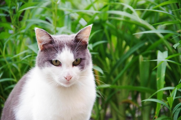 Gato callejero sentado en la hierba