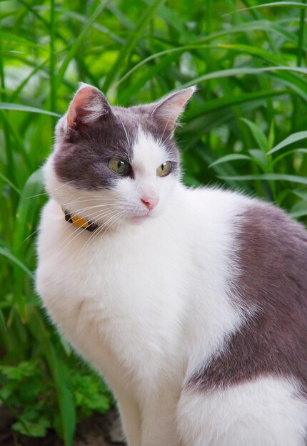 Gato callejero sentado en la hierba