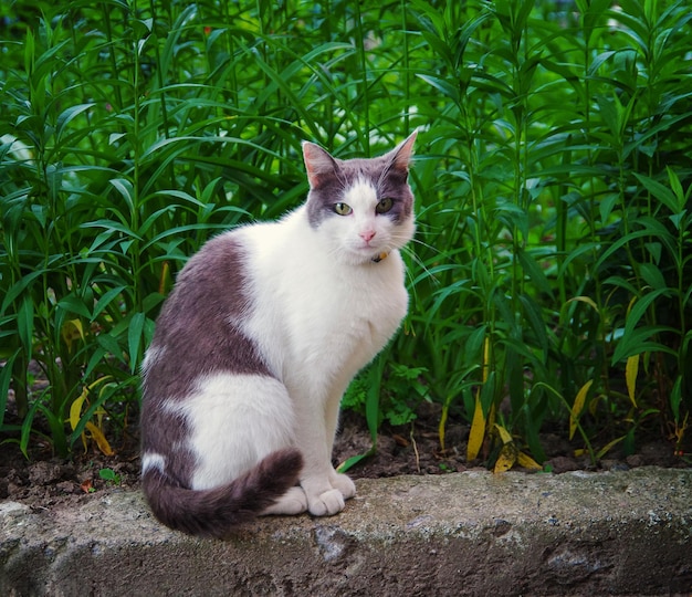 Gato callejero sentado en la hierba