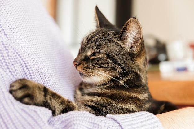 Gato callejero solitario en brazos humanos sintiéndose amado.