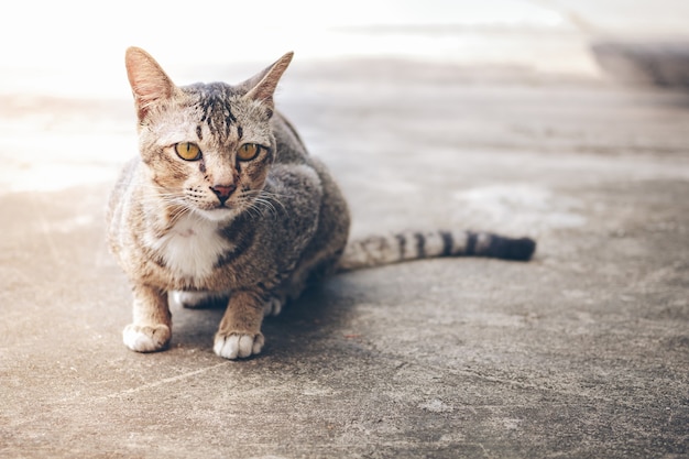 Gato callejero tailandés.