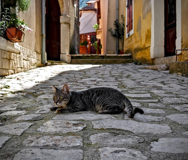 Un gato callejero tendido en la carretera en una ciudad vieja