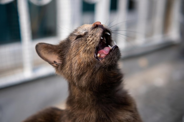 Gato callejero turco local con ciego en un ojo llorando tristemente en la calle