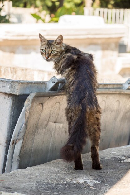 Gato callejero se ve en la calle