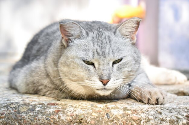 Un gato callejero yace en la entrada.