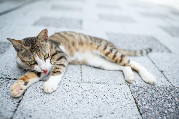 gato callejero