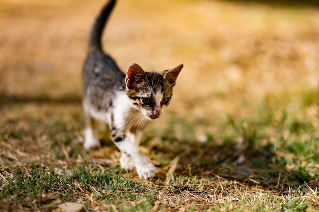 Gato callejero