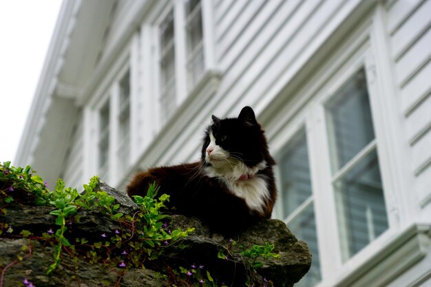 Gato calmo encostado em uma parede na rua