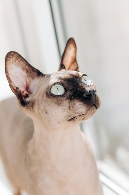 Gato calvo canadiense pura raza sphynx mascota arrugada sin piel