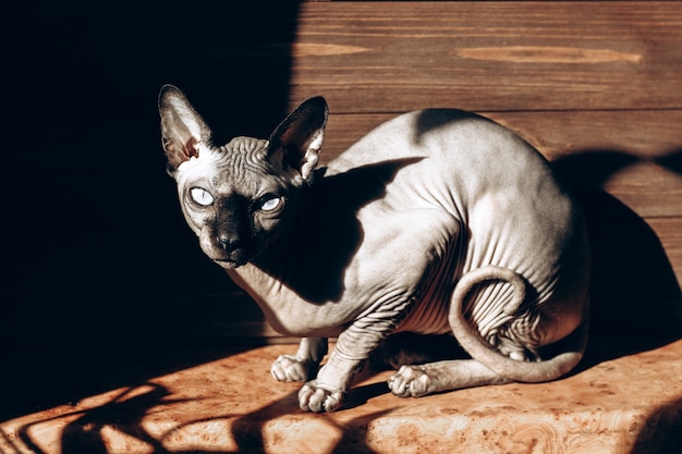 Gato calvo de la raza Canadian Sphynx sobre un fondo de madera, cuero color chocolate. juego de luces y sombras.