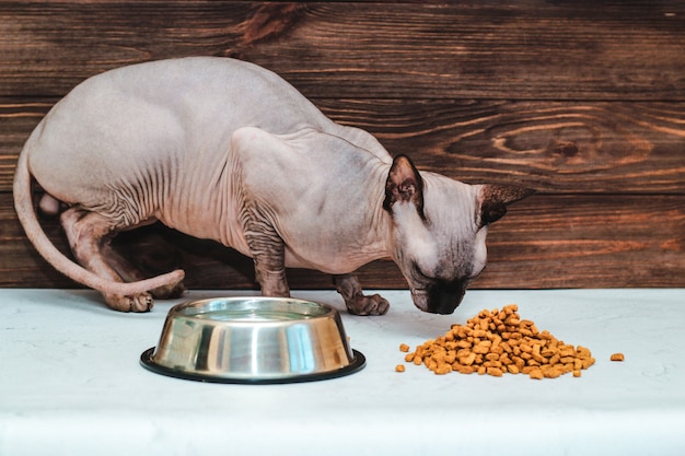 El gato calvo de la raza canadiense Sphynx está comiendo comida seca.