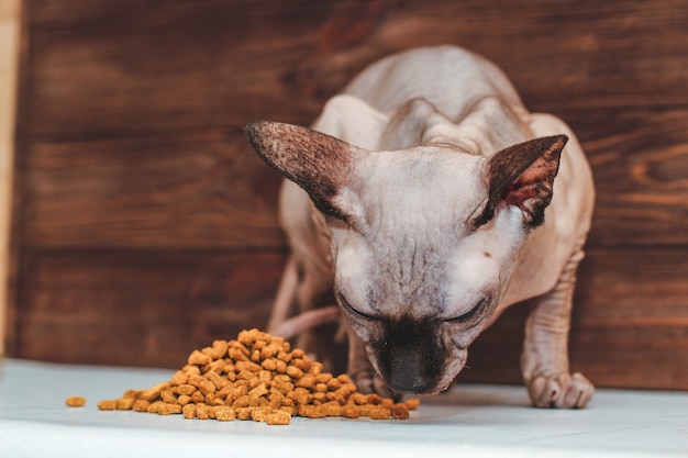 El gato calvo de la raza canadiense Sphynx está comiendo comida seca.