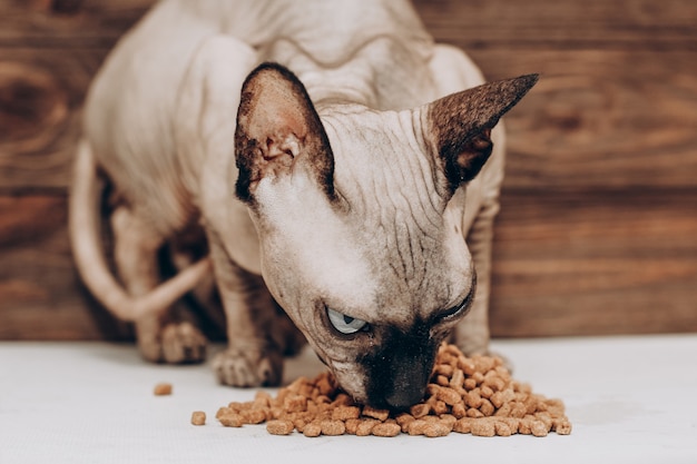 El gato calvo de la raza canadiense Sphynx está comiendo comida seca.