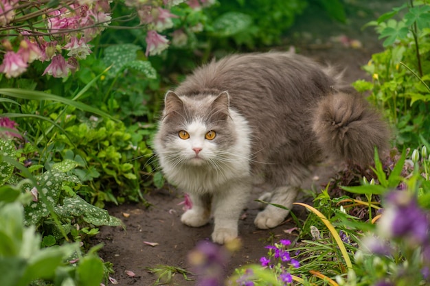 El gato camina en un hermoso jardín de verano El gato disfruta del sol en el jardín