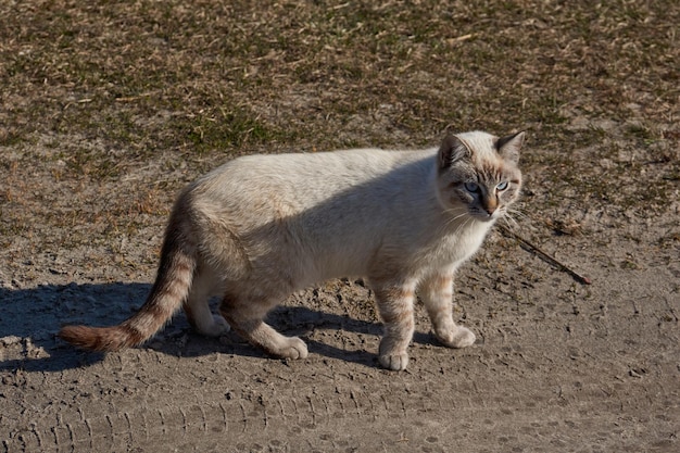 El gato camina en el patio de la casa.