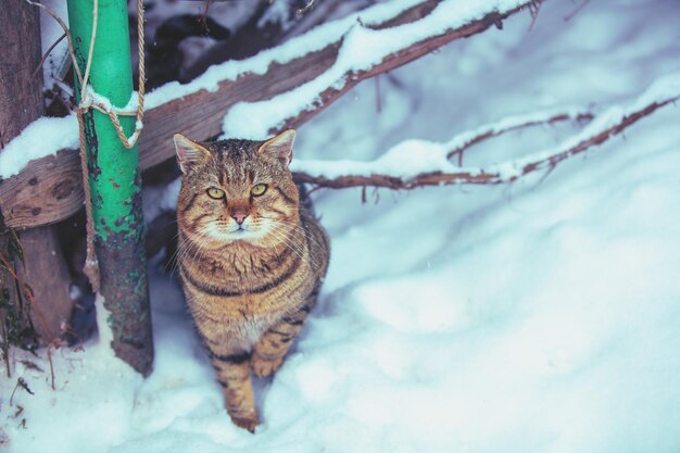 Gato camina en el patio en invierno cubierto de nieve