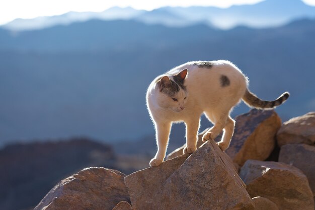 El gato camina por el sendero con el telón de fondo de la montaña de Moisés en Egipto