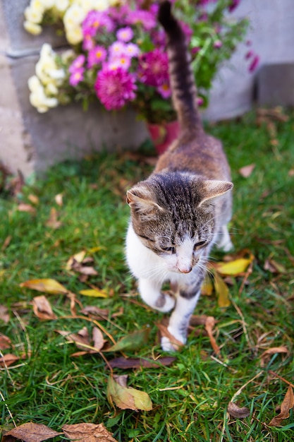 Gato camina sobre hojas de naranja en el jardín