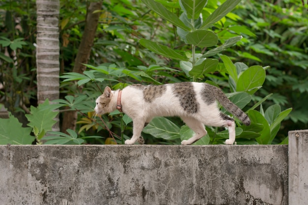 Gato caminando agachado en una pared de piedras y bloques