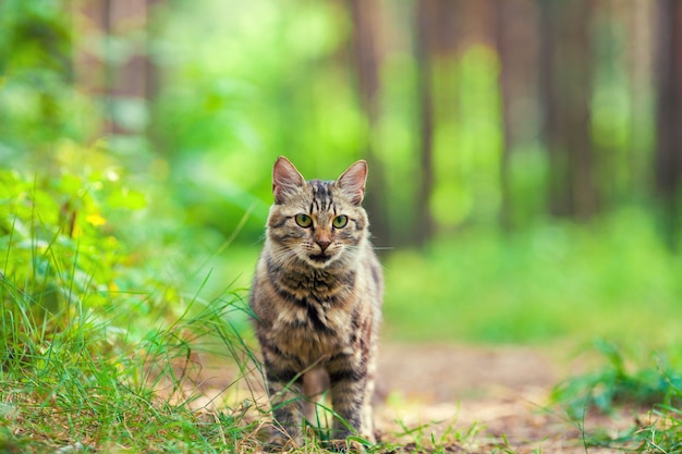 Gato caminando en el bosque en verano