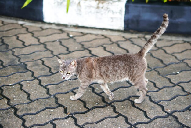 Foto gato caminando por la calle