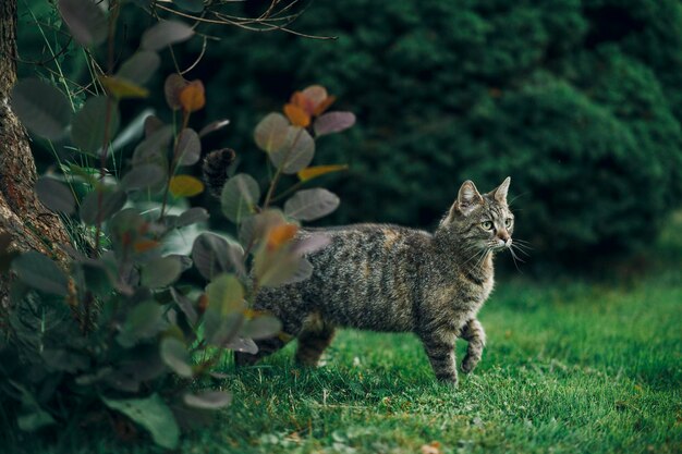 Foto gato caminando por el campo de hierba en el parque